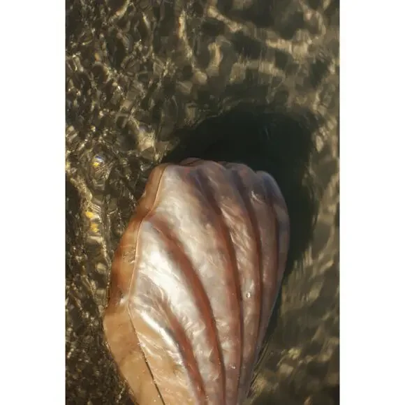 NWT Most Wanted Acrylic Shell Clutch Bag with Silver Chain - Picture 3 of 3